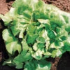 Buttercrunch Organic Lettuce 1 Buttercrunch Organic Lettuce -Maximas Flower Shop 04951