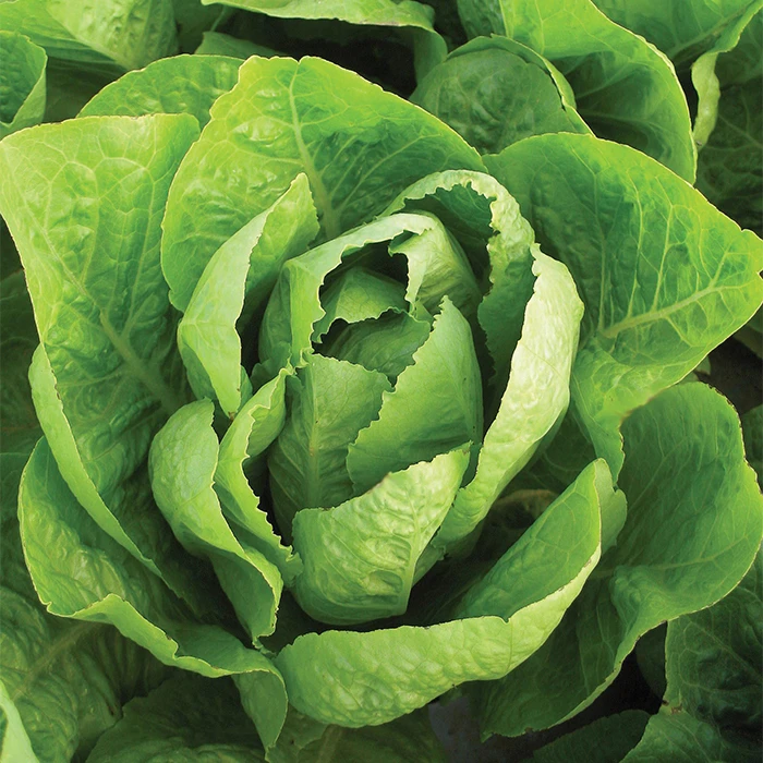 Organic Super Jericho Lettuce 3 Organic Super Jericho Lettuce