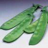 Oregon Giant Organic Snow Pea -Maximas Flower Shop 04957