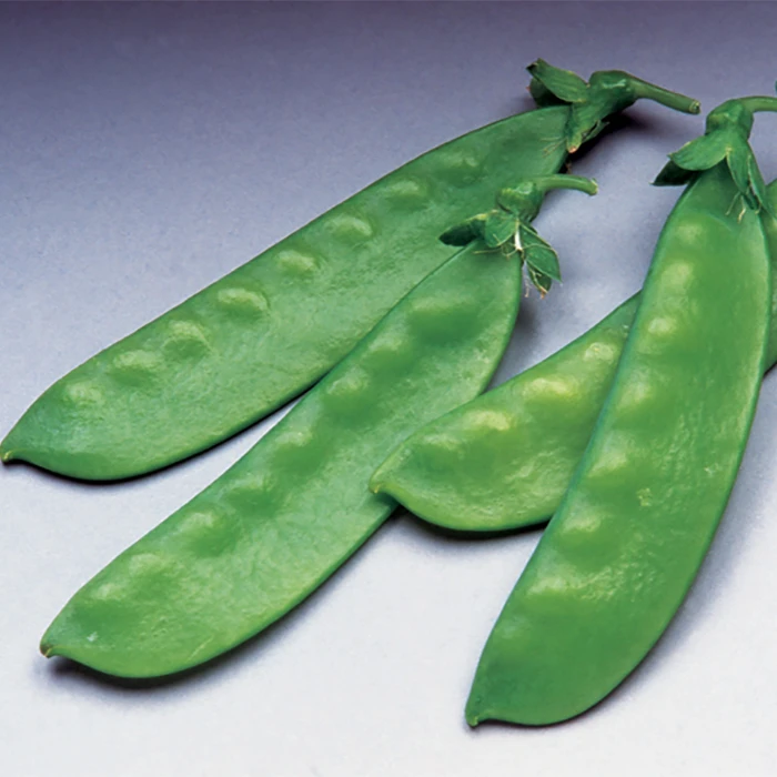 Oregon Giant Organic Snow Pea 3 Oregon Giant Organic Snow Pea