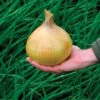 Organic Ailsa Craig Onion 2 Organic Ailsa Craig Onion -Maximas Flower Shop 04962