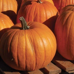 Organic Connecticut Field Pumpkin