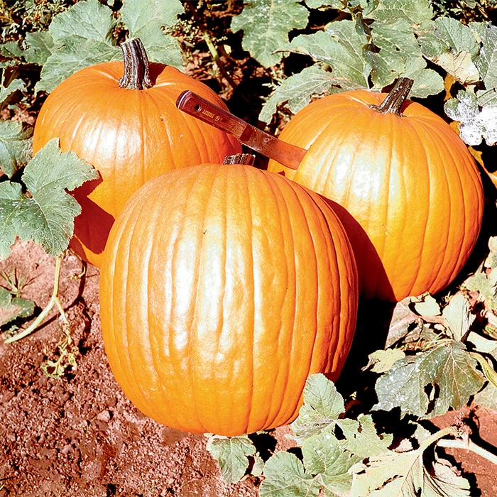 Organic Howden Pumpkin 3 Organic Howden Pumpkin