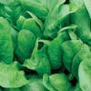 Space Hybrid Organic Spinach 2 Space Hybrid Organic Spinach -Maximas Flower Shop 04977 Spinach SpaceHybrid