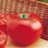 Organic Delicious Tomato -Maximas Flower Shop 04992