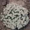 Carpet Of Snow Alyssum -Maximas Flower Shop 05064