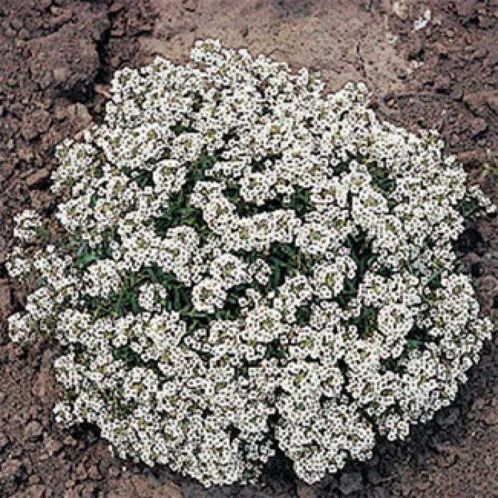 Carpet Of Snow Alyssum 3 Carpet Of Snow Alyssum