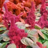 Elephant Head Amaranthus -Maximas Flower Shop 05094 Amaranthus ElephantHead