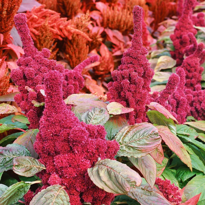 Elephant Head Amaranthus 3 Elephant Head Amaranthus