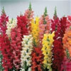 Liberty Classic Hybrid Snapdragon -Maximas Flower Shop 05125