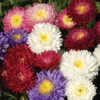 Betty Jung Mix Aster -Maximas Flower Shop 05189