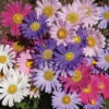 Single Mix Aster -Maximas Flower Shop 05192 Aster SingleMix