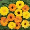 Pacific Beauty Calendula Mix 1 Pacific Beauty Calendula Mix -Maximas Flower Shop 05350