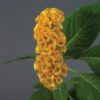Neo™ Gold Celosia -Maximas Flower Shop 05382