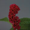 Neo™ Red Celosia 1 Neo™ Red Celosia -Maximas Flower Shop 05385
