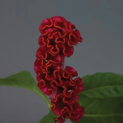 Neo™ Red Celosia