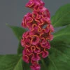 Neo™ Rose Celosia 2 Neo™ Rose Celosia -Maximas Flower Shop 05386