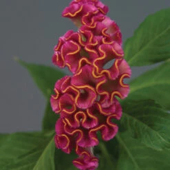 Neo™ Rose Celosia