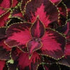 Chocolate Covered Cherry Coleus -Maximas Flower Shop 05469