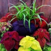 Giant Exhibition Mix Coleus