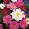 Double Click Cosmos 2 Double Click Cosmos -Maximas Flower Shop 05526