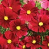 Rubenza Cosmos -Maximas Flower Shop 05540