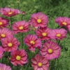 Xsenia Cosmos 2 Xsenia Cosmos -Maximas Flower Shop 05548