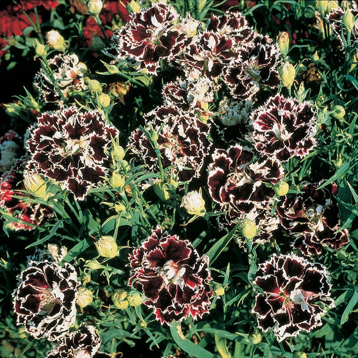 Velvet N' Lace Dianthus 3 Velvet N' Lace Dianthus