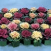 Jung Special Cabbage And Kale Hybrid Mix -Maximas Flower Shop 05711