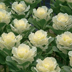 Flare™ White Hybrid Ornamental Kale