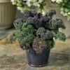 Yokohama Red Hybrid Flowering Kale -Maximas Flower Shop 05720