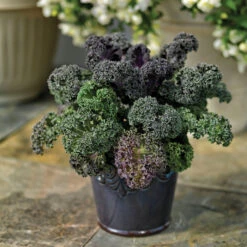 Yokohama Red Hybrid Flowering Kale