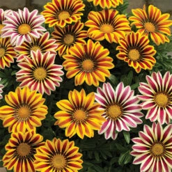 Big Kiss™ Hybrid Mix Gazania