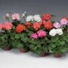 Pinto™ Mix Hybrid Geranium 1 Pinto™ Mix Hybrid Geranium -Maximas Flower Shop 05889
