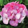 Pinto™ White To Rose Hybrid Geranium -Maximas Flower Shop 05891