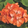 Pinto™ Orange Bicolor Hybrid Geranium 1 Pinto™ Orange Bicolor Hybrid Geranium -Maximas Flower Shop 05892