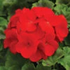 Pinto™ Deep Red Hybrid Geranium -Maximas Flower Shop 05893