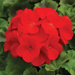 Pinto™ Deep Red Hybrid Geranium