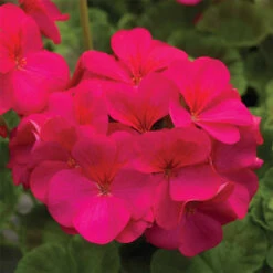 Pinto™ Violet Hybrid Geranium