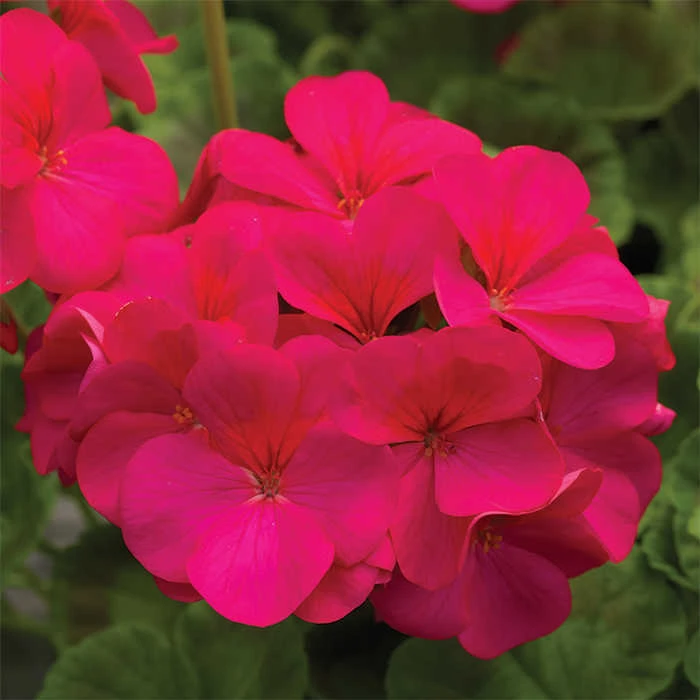 Pinto™ Violet Hybrid Geranium 3 Pinto™ Violet Hybrid Geranium