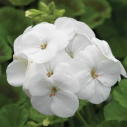 Pinto™ White Hybrid Geranium