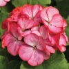 Pinto™ Rose Bicolor Hybrid Geranium -Maximas Flower Shop 05896