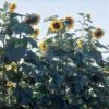American Giant Hybrid Sunflower -Maximas Flower Shop 06103