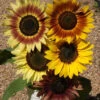 Autumn Beauty Mix Sunflower -Maximas Flower Shop 06109