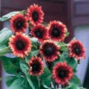 Cherry Rose Hybrid Sunflower -Maximas Flower Shop 06116