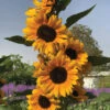 Golden Ray Hybrid Sunflower -Maximas Flower Shop 06120