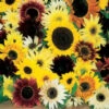 Fantasia Mix Sunflower -Maximas Flower Shop 06122