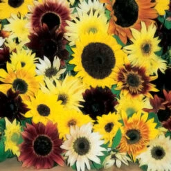 Fantasia Mix Sunflower