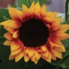 Jua Inca Sunflower