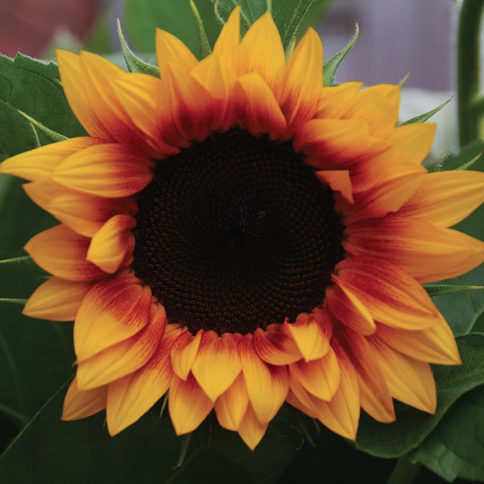 Jua Inca Sunflower 3 Jua Inca Sunflower